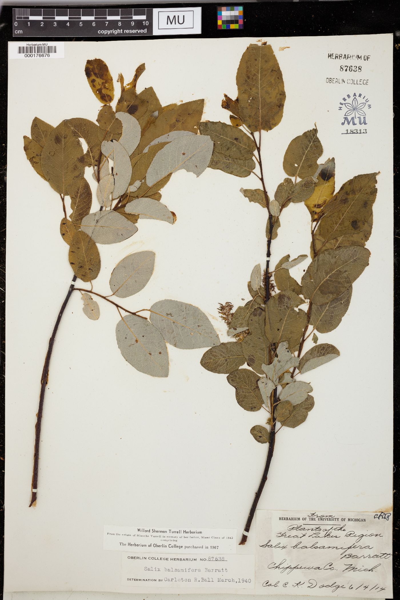 Salix balsamifera image