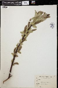 Salix barclayi image