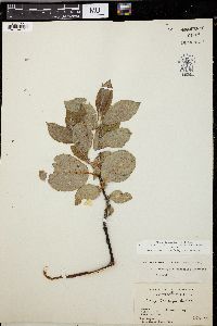 Salix barclayi image