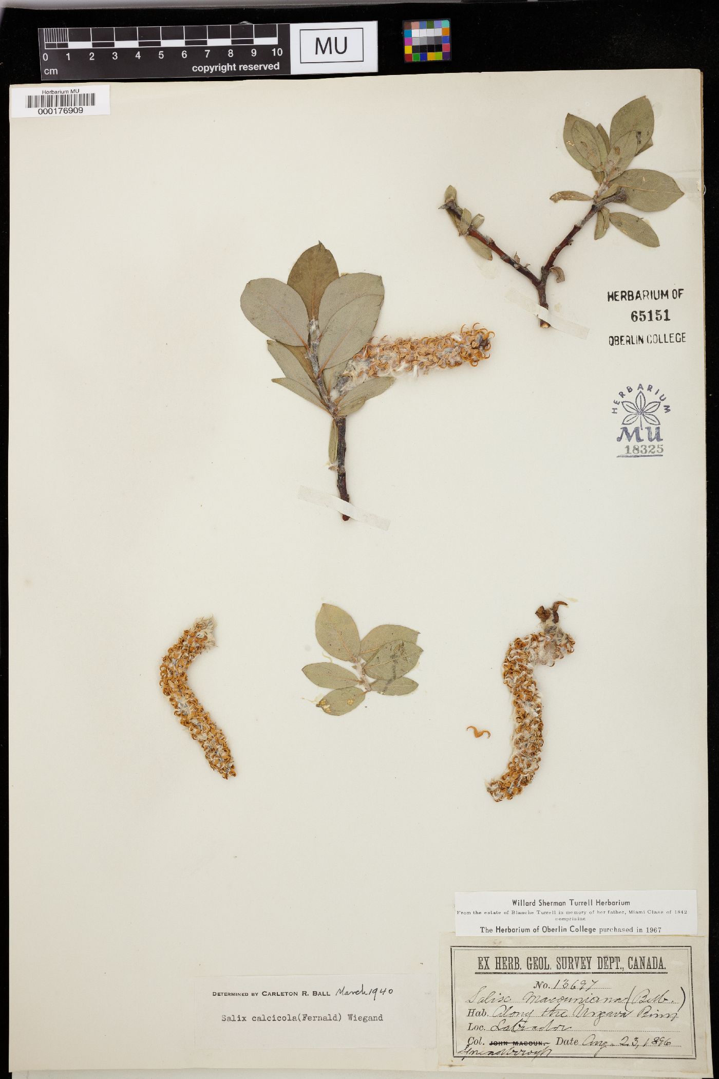 Salix calcicola image