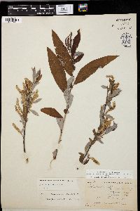 Salix caroliniana image