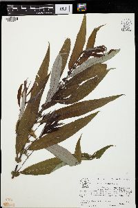 Salix caroliniana image