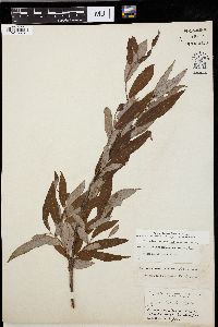 Salix caroliniana image