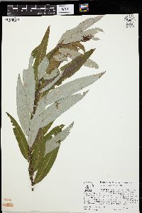 Salix caroliniana image