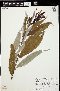 Salix caroliniana image