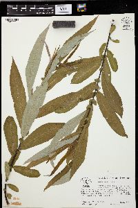 Salix caroliniana image