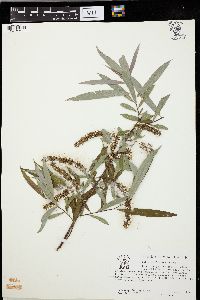 Salix caroliniana image