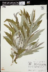 Salix caroliniana image