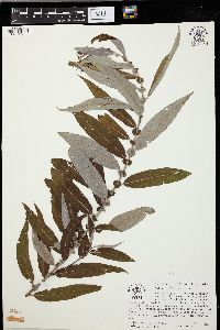 Salix caroliniana image