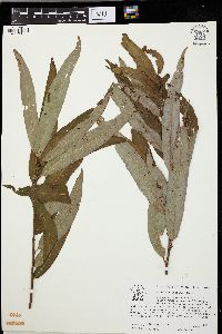 Salix caroliniana image