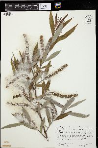 Salix caroliniana image