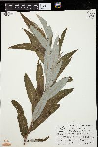 Salix caroliniana image