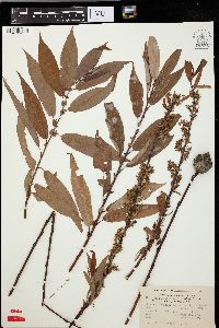 Salix cordata image