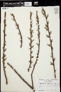 Salix cordata image