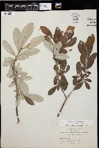 Salix coulteri image