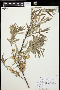 Salix geyeriana image