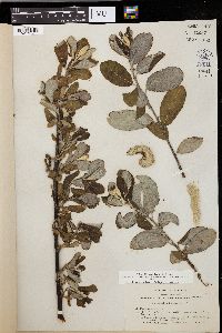 Salix hookeriana image