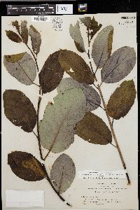 Salix hookeriana image
