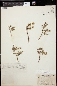 Salix hudsonensis image