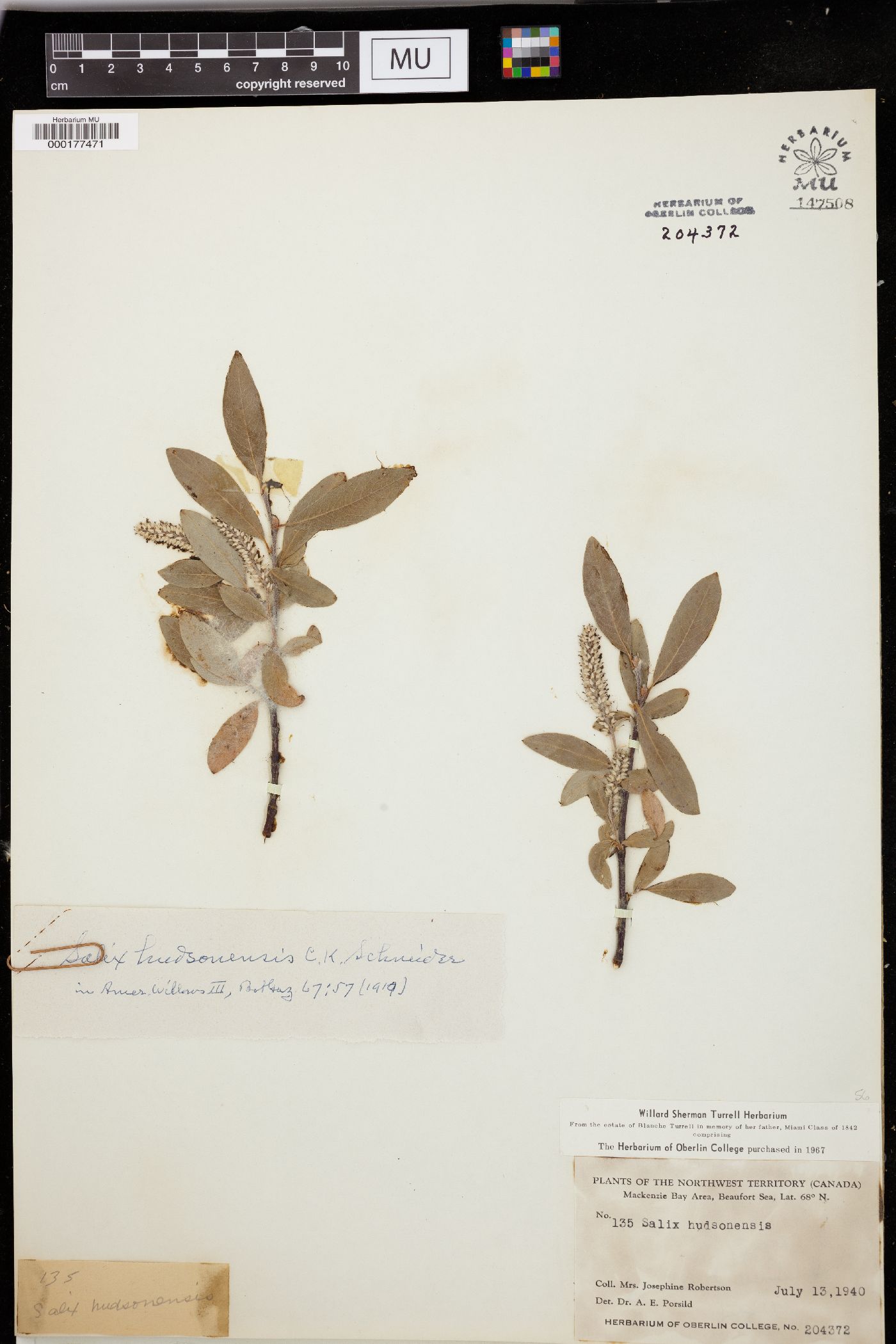 Salix hudsonensis image