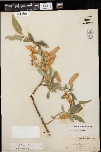 Salix lasiandra image