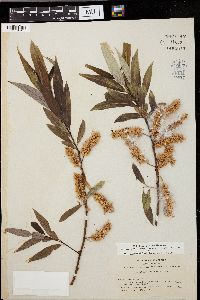 Salix lasiandra image