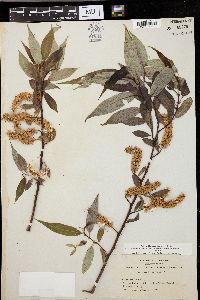 Salix lasiandra image