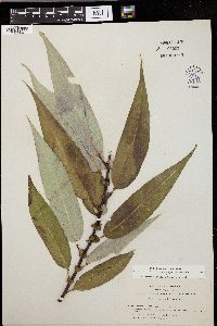 Salix lasiandra image