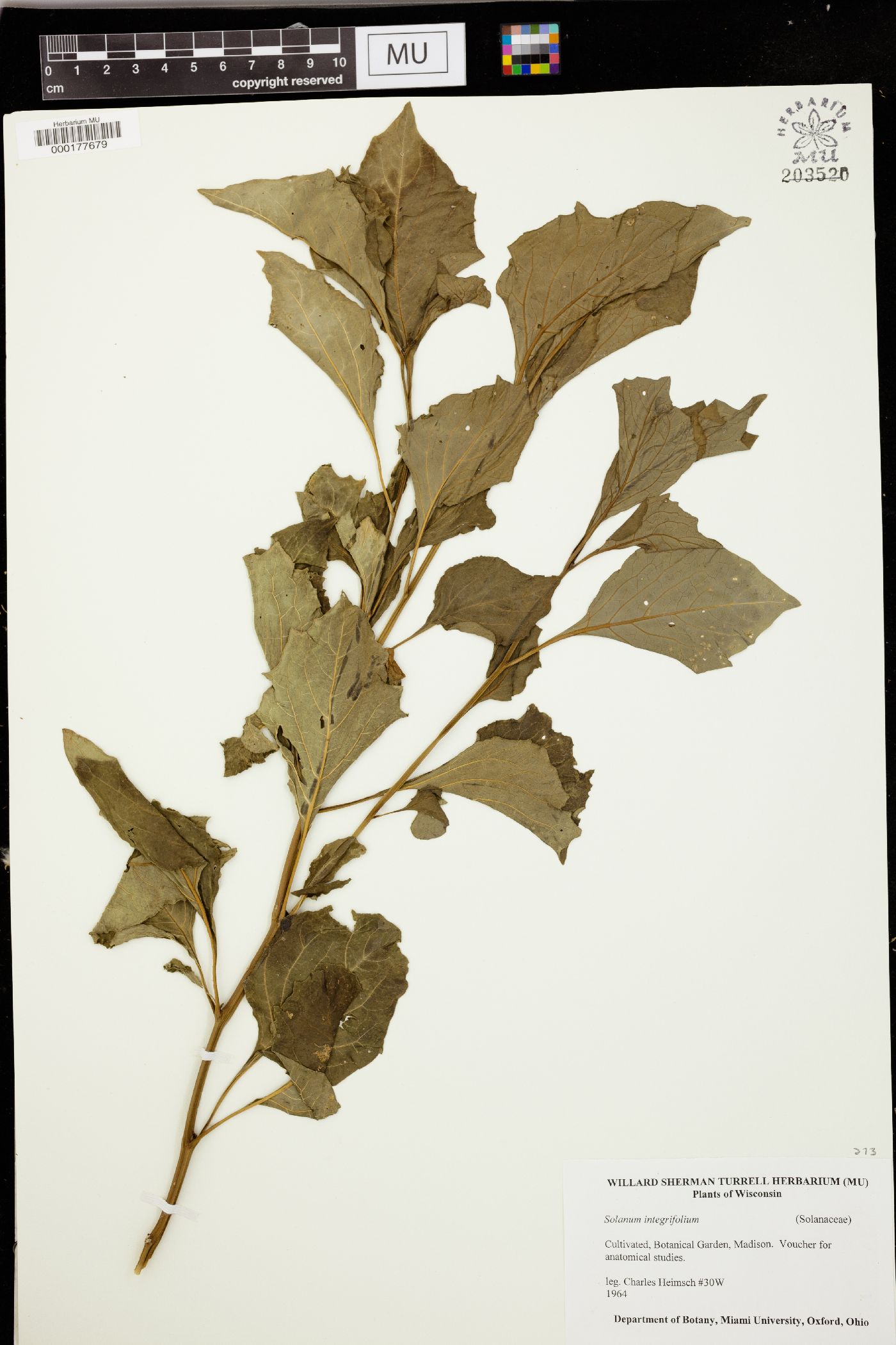 Solanum aethiopicum image