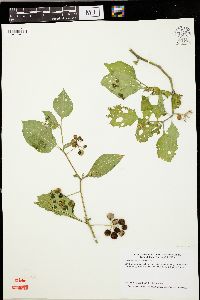 Image of Solanum melanocerasum