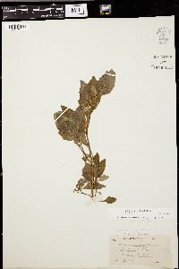 Solanum nigrum image