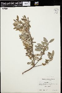 Salix lasiolepis image