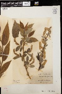 Salix lucida image