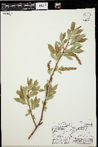 Salix lucida image