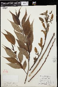 Salix lucida image