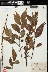 Salix lucida image