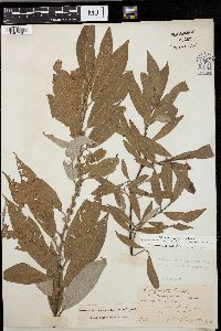 Salix missouriensis image