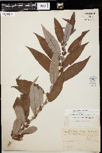 Salix missouriensis image