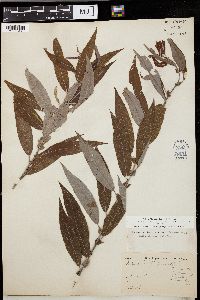 Salix missouriensis image