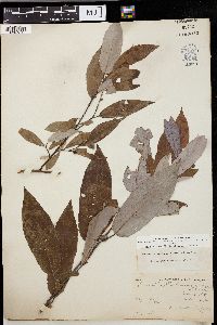 Salix missouriensis image