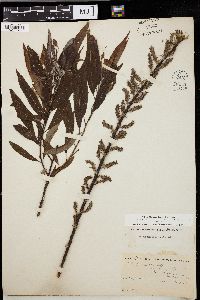 Salix missouriensis image