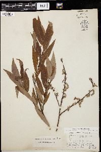 Salix missouriensis image