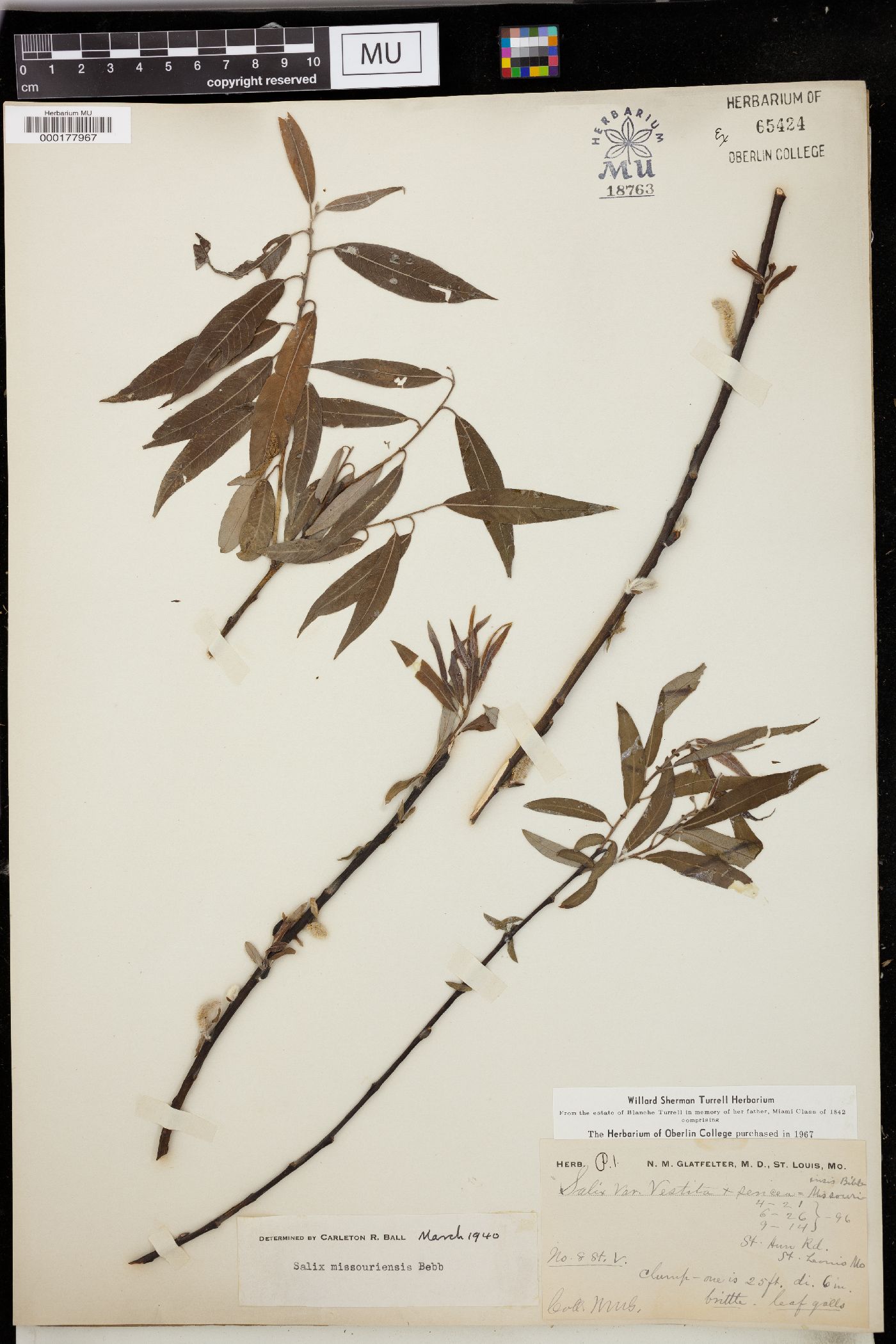 Salix missouriensis image