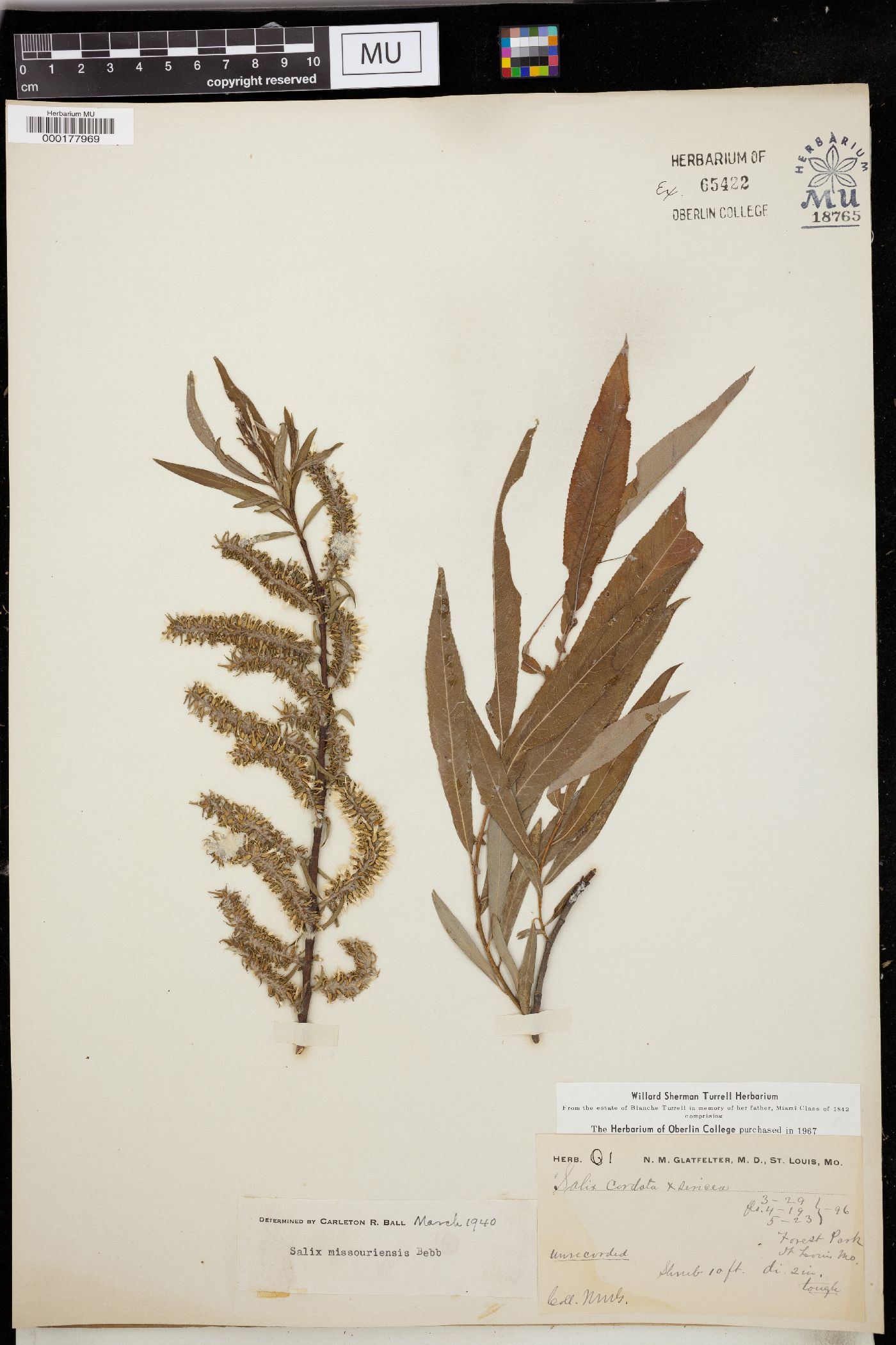 Salix missouriensis image