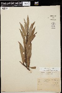 Salix missouriensis image