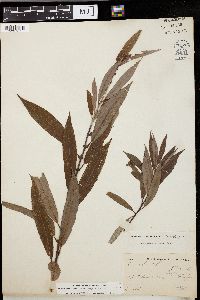 Salix missouriensis image