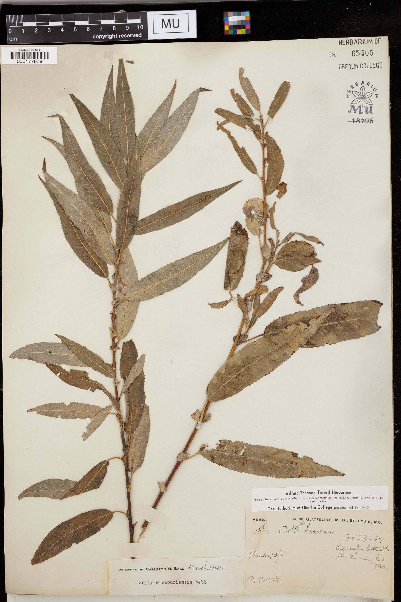 Salix missouriensis image