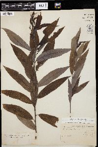 Salix missouriensis image