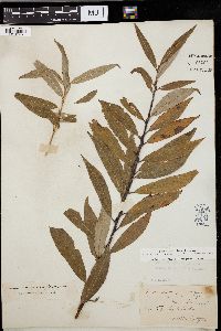 Salix missouriensis image