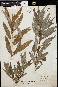 Salix missouriensis image